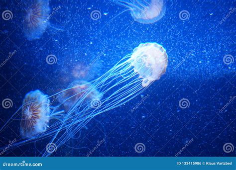 Blue Jelly Fish In Dark Water Stock Photo Image Of Fish Dangerous