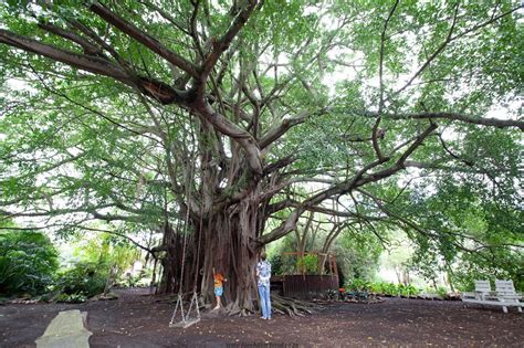 The Whispering Tree Of Albertinia Alex Aitkenhead