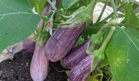 Making ends meet | bunch