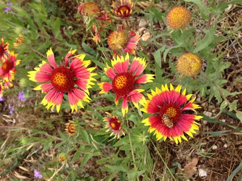 How To Grow Gaillardia Blanket Flower Gardening Channel