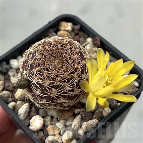 Shp Sulcorebutia Arenacea Hs