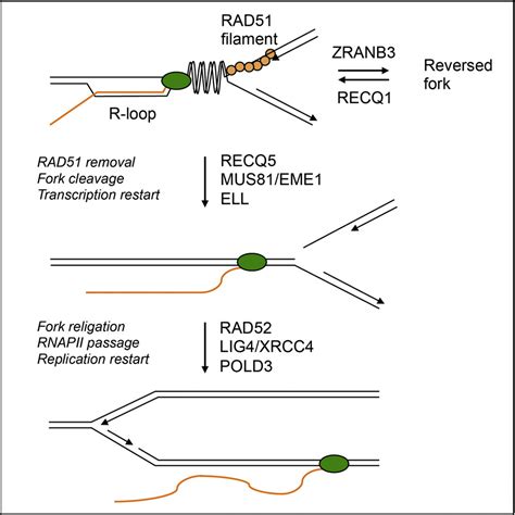 Fork Cleavage Religation Cycle And Active Transcription Mediate