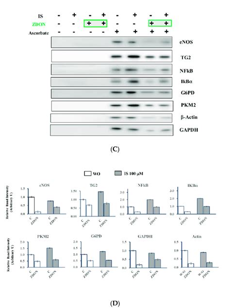 Determination Of Total Sno Proteins And Specific Sno Proteins In Cells