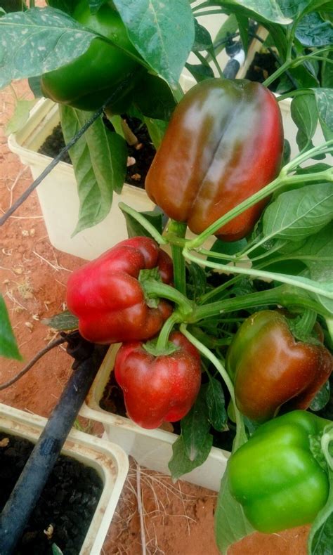 Dutch Bucket Hydroponics Tomato Cucumber Peppers Planting System