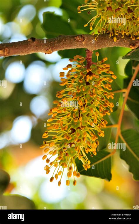 Close up of Carob tree flowers Stock Photo - Alamy