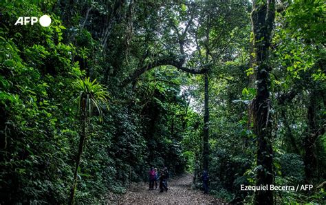 Afp News Agency On Twitter The Cloud Forest Of Monteverde In The