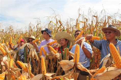 Isabela Corn Production 2022 Sukasabela