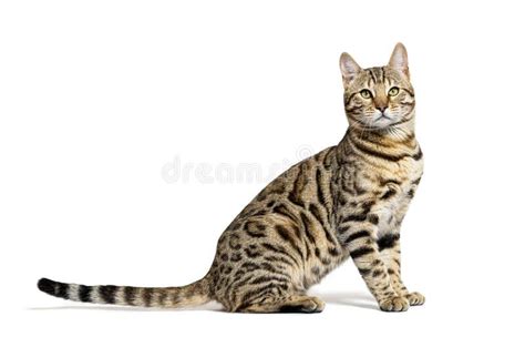 Profile Of A Bengal Cat Sitting And Looking At The Camera Stock Image