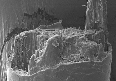 Image of the Day: Hair Strength | The Scientist Magazine®