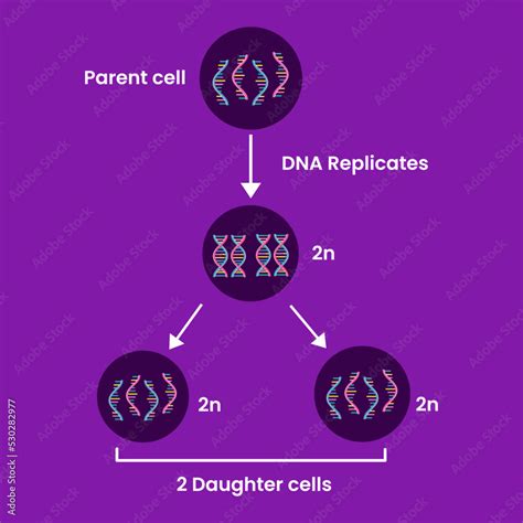 Diagram of Mitosis. Process cell division. Medical infographic design. vector illustration ...