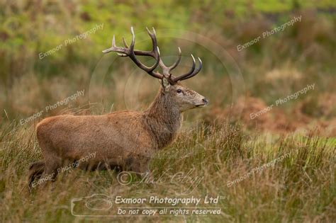 Exmoor Photography Exmoor Red Deer Rut Single Stags