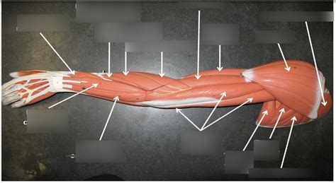 Anterior Arm Diagram Quizlet