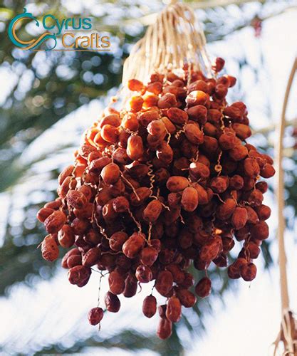 Fresh Dates Tree