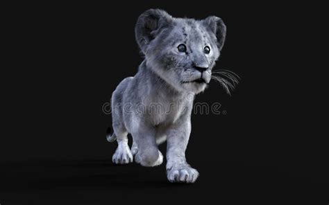 White Little Lion Cub Albino Stock Illustration - Illustration of ...