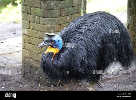 Southern Cassowary Casuarius Casuarius Also Known As Double Wattled Cassowary Australian Big