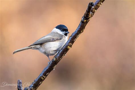 M Sange Nonnette Marsh Tit Poecile Palustris Un Grand Me Flickr