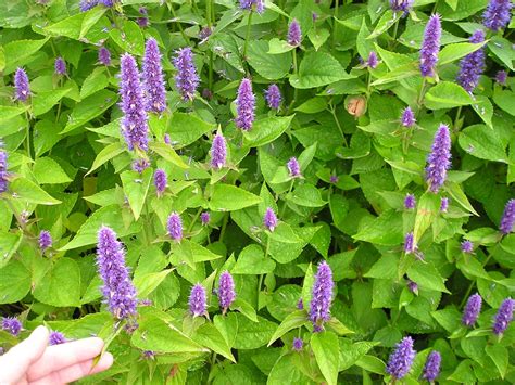 Agastache anisée plant 1 u Le Semeur Bio Locavor fr