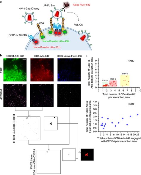 Visualization Of Hiv 1 Virion Receptor Stoichiometry In Cells With Download Scientific Diagram