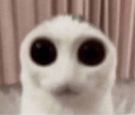 Fuck Meme FUCK Discover Share GIFs