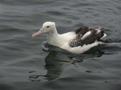 Photo Southern Royal Albatross Diomedea Epomophora Observation Org