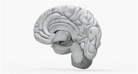 Human Brain Anatomy 3D Model $99 - .max .obj - Free3D