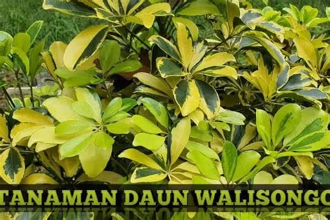 Walisongo Eksplorasi Keunikan Tanaman Daun Yang Diklaim Sebagai