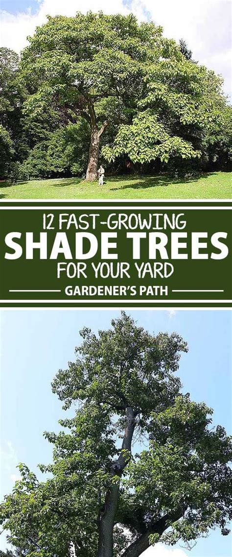 Fast growing shade trees – Artofit