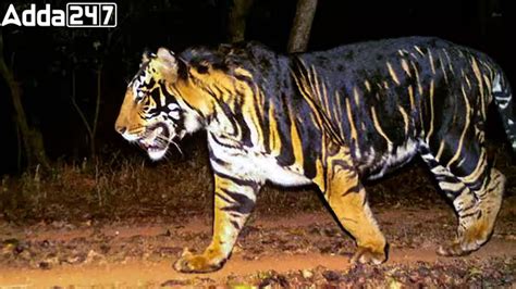 World S First Black Tiger Safari Odisha S Cm Naveen Patnaik Announces