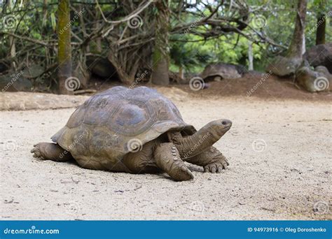 Giant Turtles Dipsochelys Gigantea In Island Mauritius Stock Photo