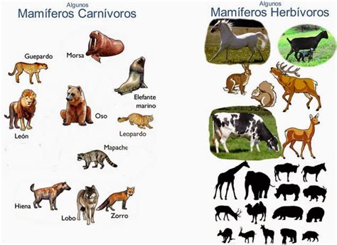 Mamíferos En El Reino Animal Edupunto