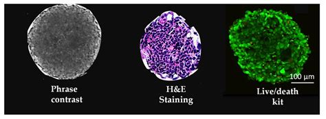 Three Dimensional 3D Renal Organoids Of Human Urine Derived Stem