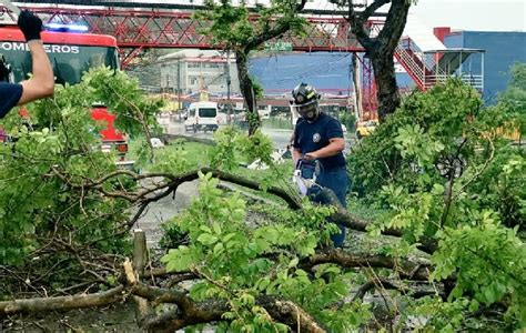 Lluvias Causan Ca Da De Rboles Y Dejan A Varios Sectores Sin Luz En