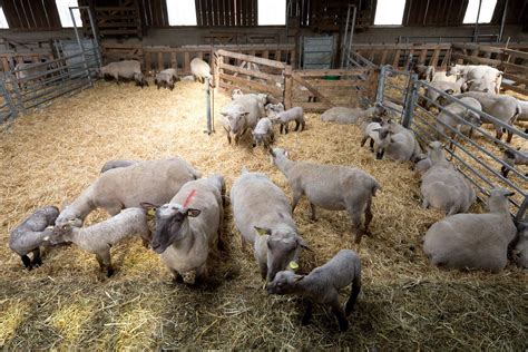 AUXOIS Un éleveur de moutons investit pour se protéger des attaques