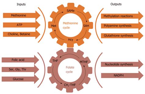 Schematic Representation Of One Carbon Metabolism One Carbon