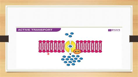 Filtration Active Transport And Sodium Potassium Pump Youtube