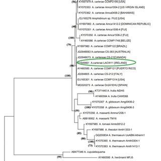 Phylogenetic Tree Inferred From The Maximum Likelihood Analysis Of