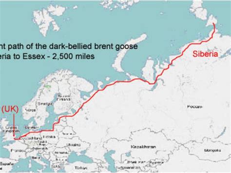 Canada Goose Migration Map Canadian Geese Migration | secretmuseum