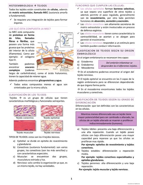 Histoembriologia apuntes histoembrio solemne 1 Histología Studocu