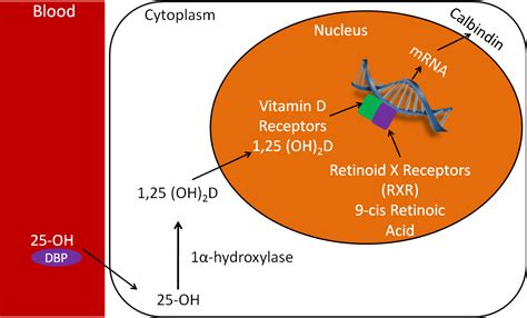 12 15 Vitamin D Receptor Nutrition Flexbook