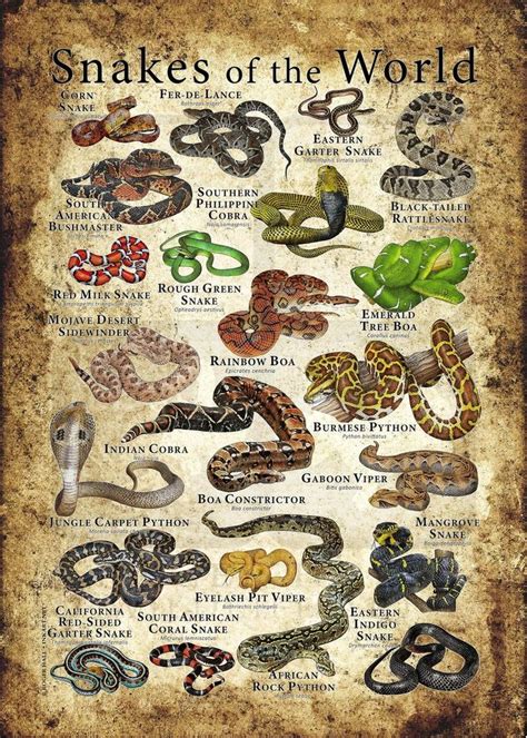 Snakes Of The World Poster On An Old Parchment Paper With Snake Names