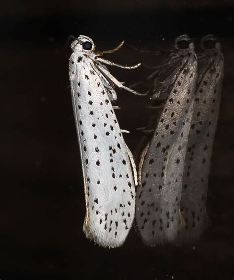 Häggspinnmal Bird cherry Ermine Yponomeuta evonymella