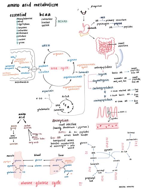 Cellular Respiration Flow Chart Pdf Gbgyaba Practice Test Answer Key