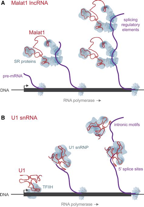 Rna Rna Interactions Enable Specific Targeting Of Noncoding Rnas To