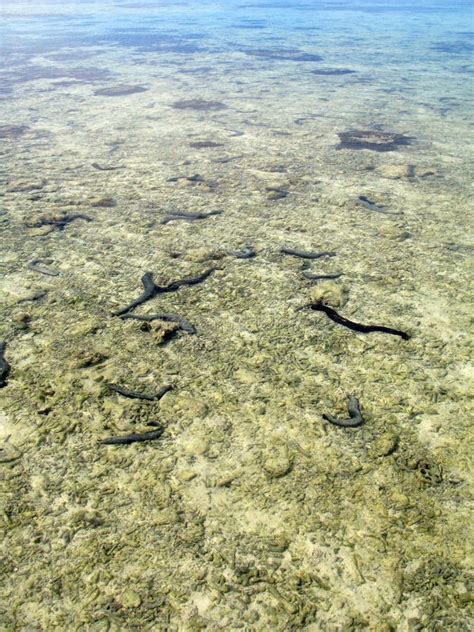 Sea Cucumbers at Low Tide, One of Several Types of Cucumber Shaped ...