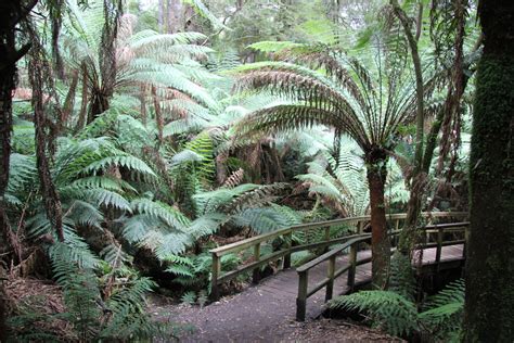 BirdCam on Cheltenham: Australia - Eucalyptus Forest Walk