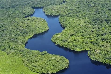 Qual a Maior Floresta do Mundo Veja as 10 Maiores e Suas Características