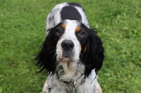 Setter Irlandez Pixabay