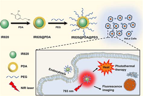 Frontiers Polydopamine Encapsulated New Indocyanine Green Theranostic