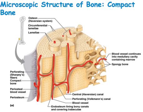 Microscopic Bone Anatomy Diagram Quizlet