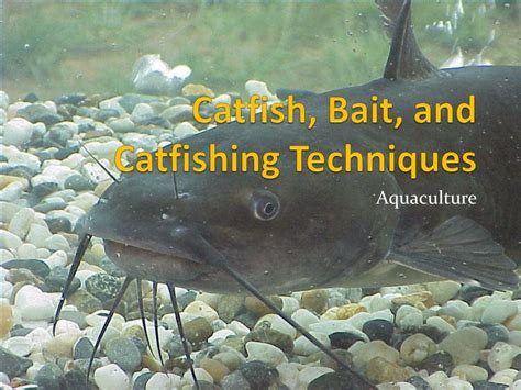 PPT - Catfish, Bait, and Catfishing Techniques PowerPoint Presentation ...